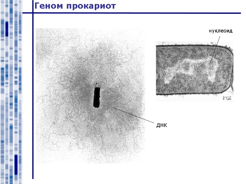 нуклеоид ДНК Геном прокариот